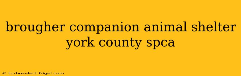 brougher companion animal shelter york county spca