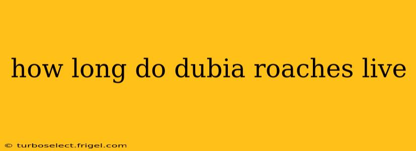 how long do dubia roaches live