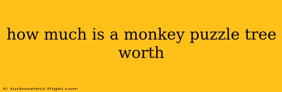 how much is a monkey puzzle tree worth
