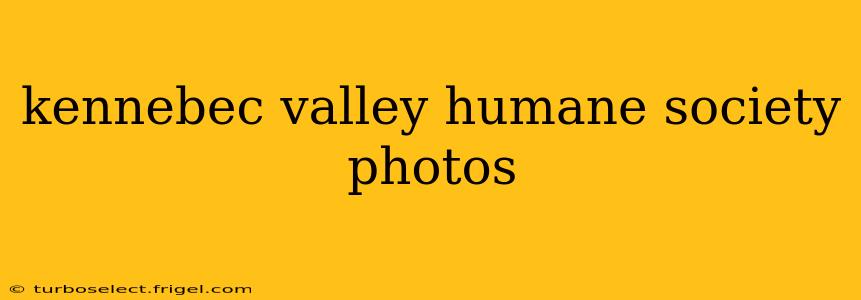 kennebec valley humane society photos