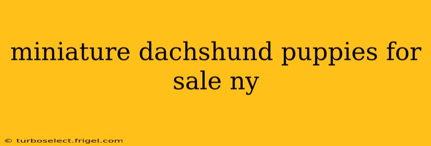 miniature dachshund puppies for sale ny