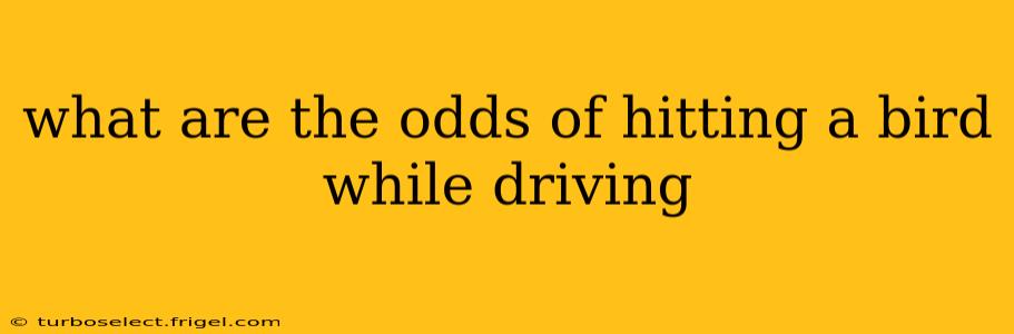 what are the odds of hitting a bird while driving